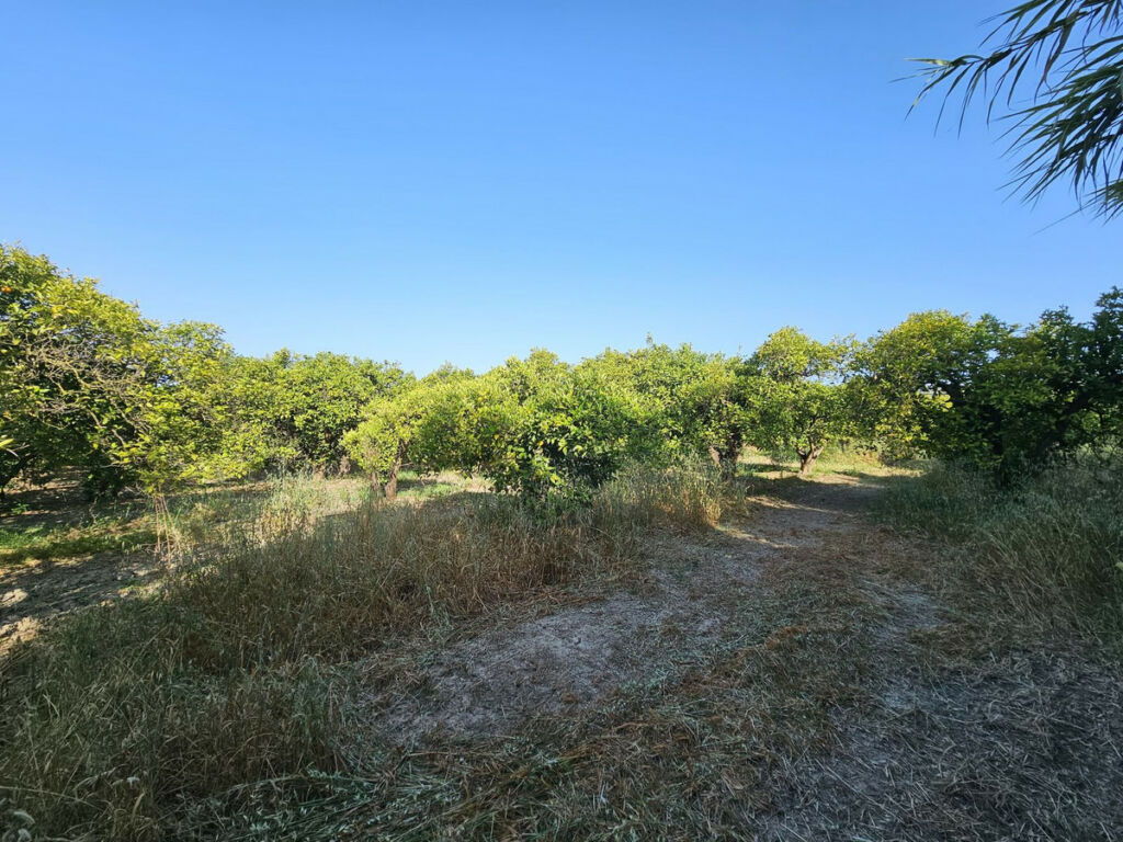 Farm San Martín de Tesorillo Cádiz - image 9