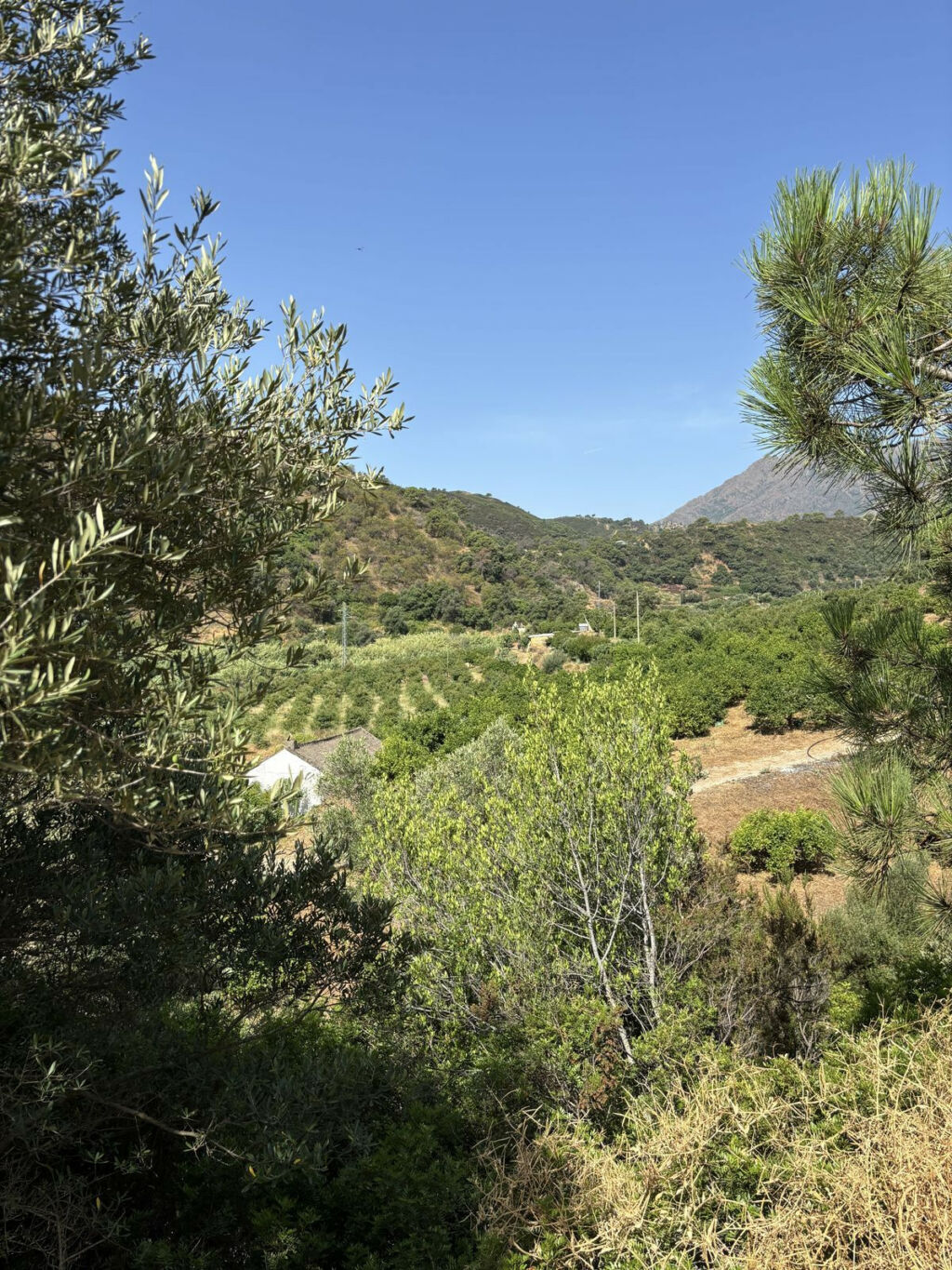 Land Estepona Málaga - image 8