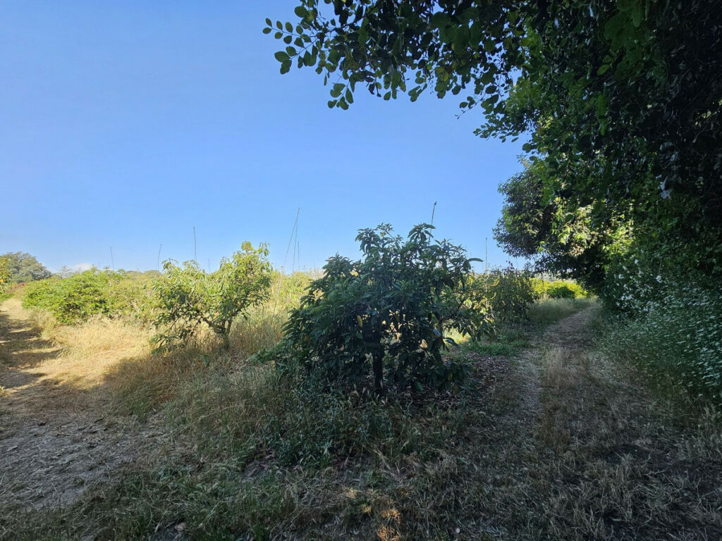 Farm San Martín de Tesorillo Cádiz - image 10