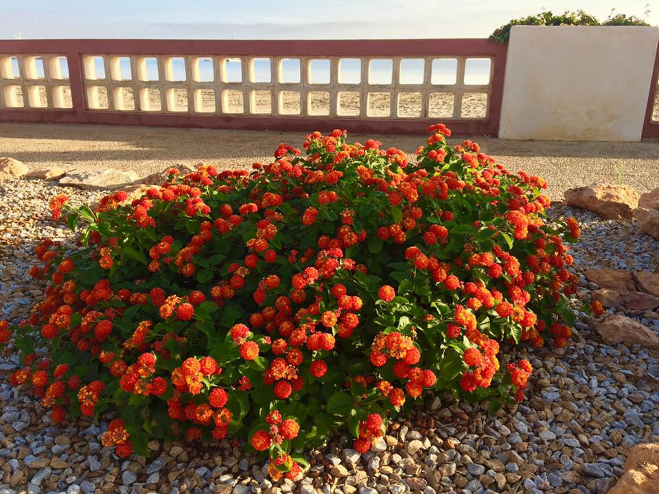 Detached Villa Cartagena Murcia - image 83