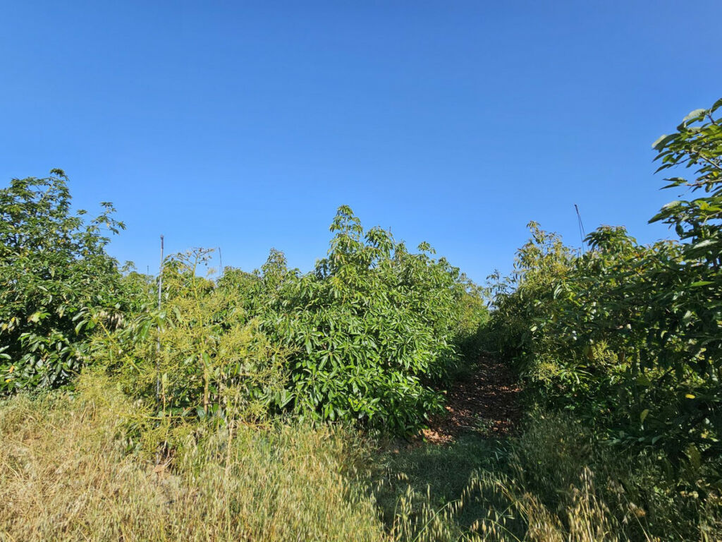 Farm San Martín de Tesorillo Cádiz - image 11