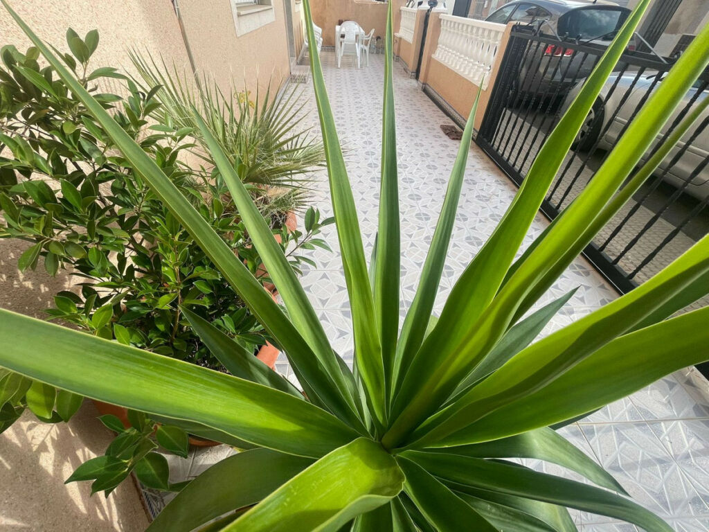 Semi-Detached House Lo Pagan Murcia - image 11