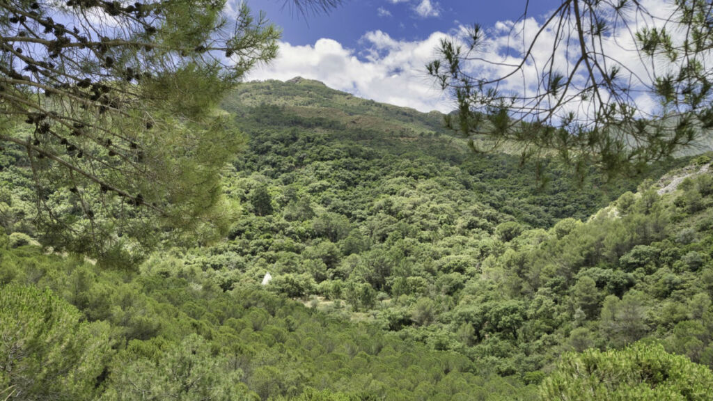 Land Coín Málaga - image 12