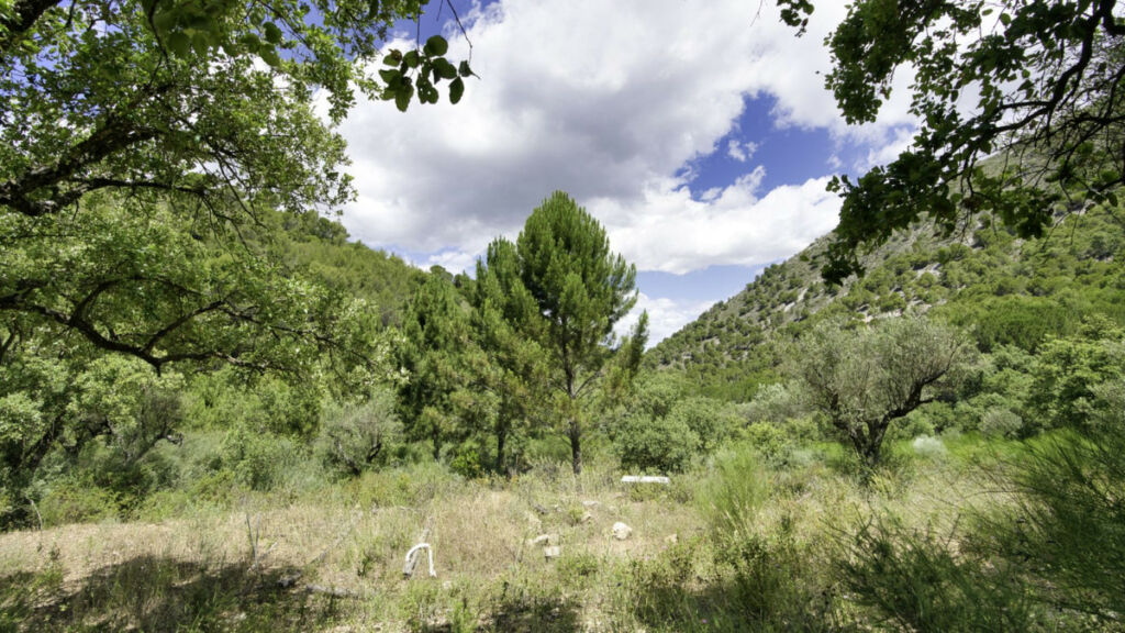 Land Coín Málaga - image 13