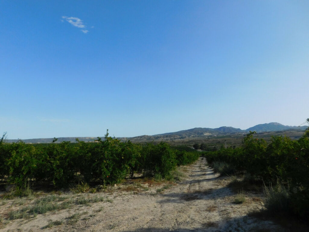 Land Torremendo Alicante - image 11