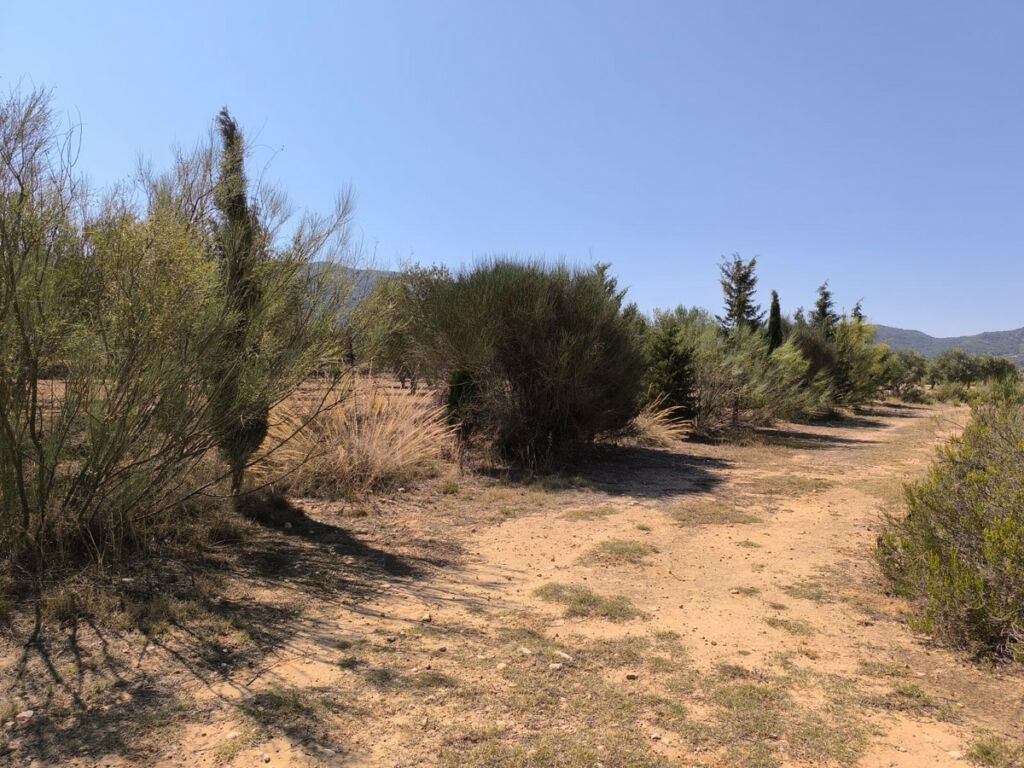 Finca - Cortijo Villena Alicante - image 14