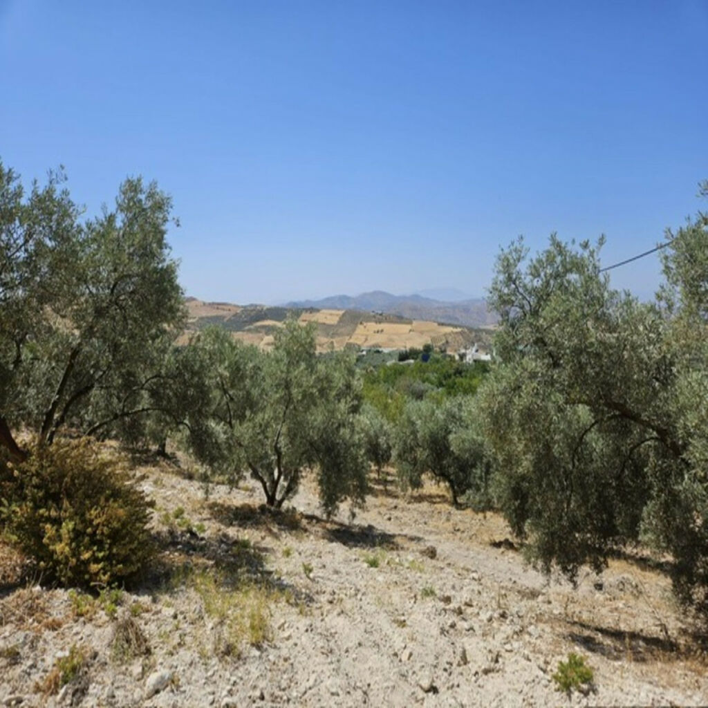 Finca - Cortijo Villanueva De La Concepcion Málaga - image 16