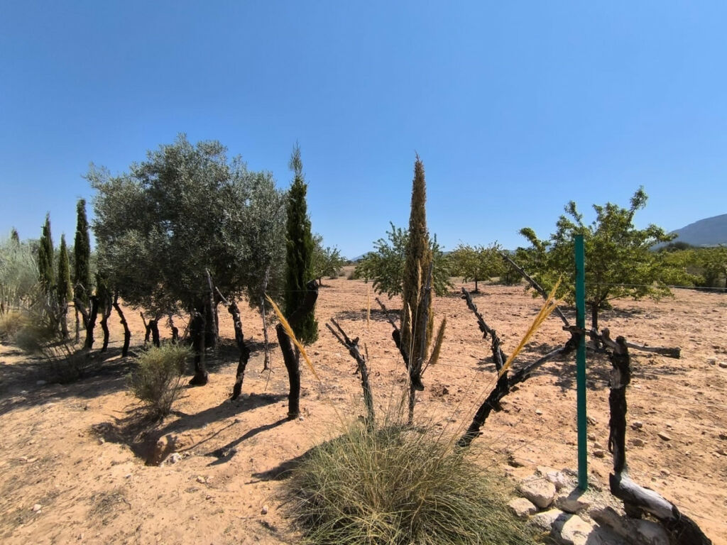 Finca - Cortijo Villena Alicante - image 17