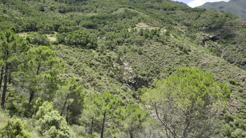 Land Coín Málaga - image 17