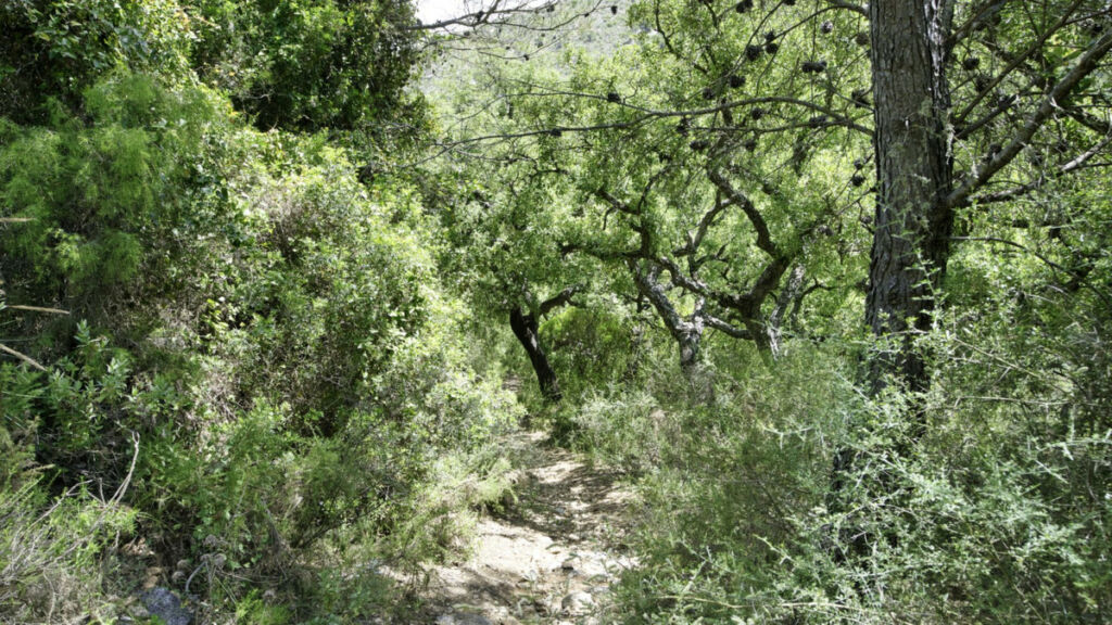 Land Coín Málaga - image 18