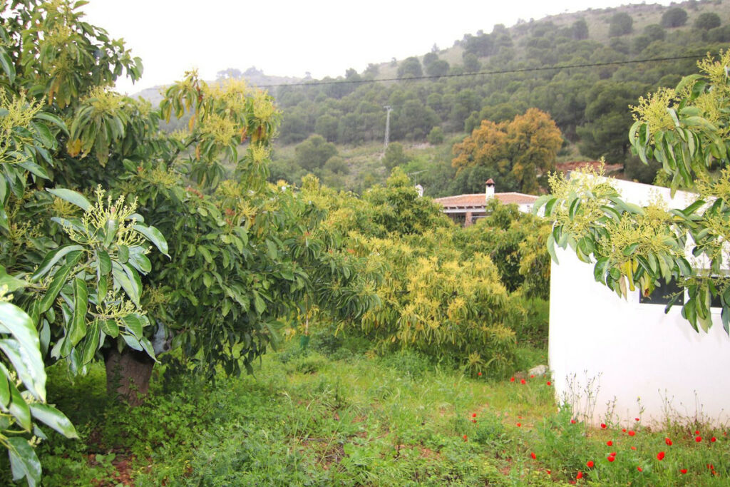 Finca - Cortijo Coín Málaga - image 19
