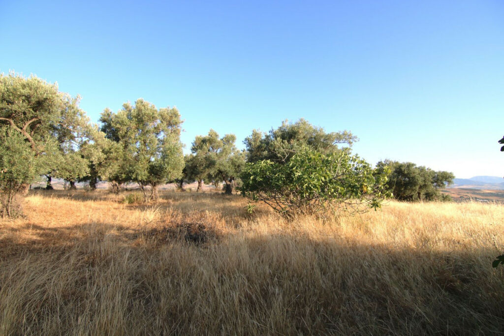 Land Coín Málaga - image 2