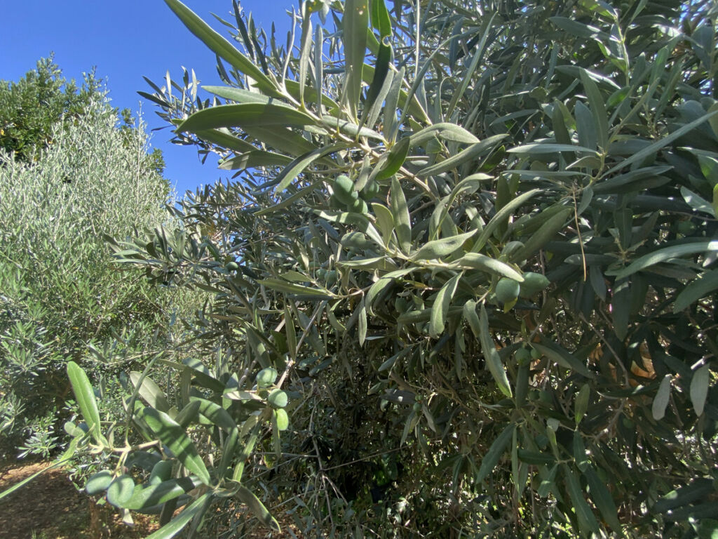 Finca - Cortijo Estepona Málaga - image 20