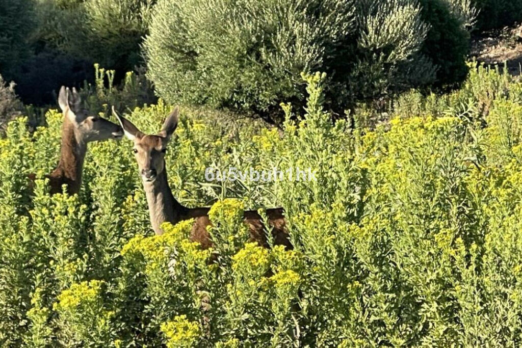 Finca - Cortijo Castellar de la Frontera Cádiz - image 21