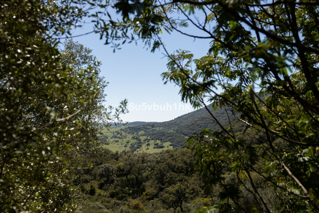 Finca - Cortijo Jimena de la Frontera Cádiz - image 23