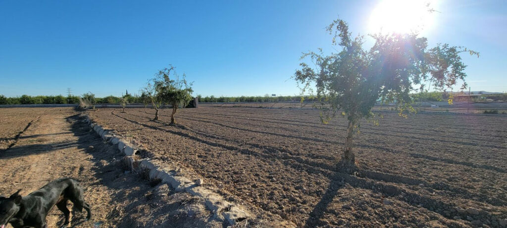 Finca - Cortijo San Miguel de Salinas Alicante - image 27