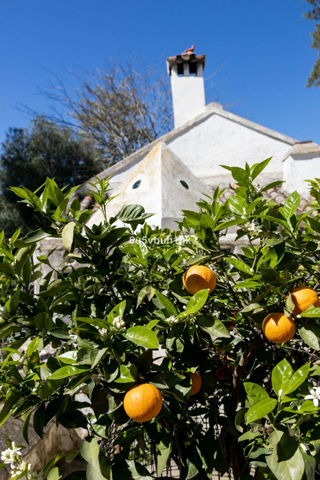 Finca - Cortijo Jimena de la Frontera Cádiz - image 29