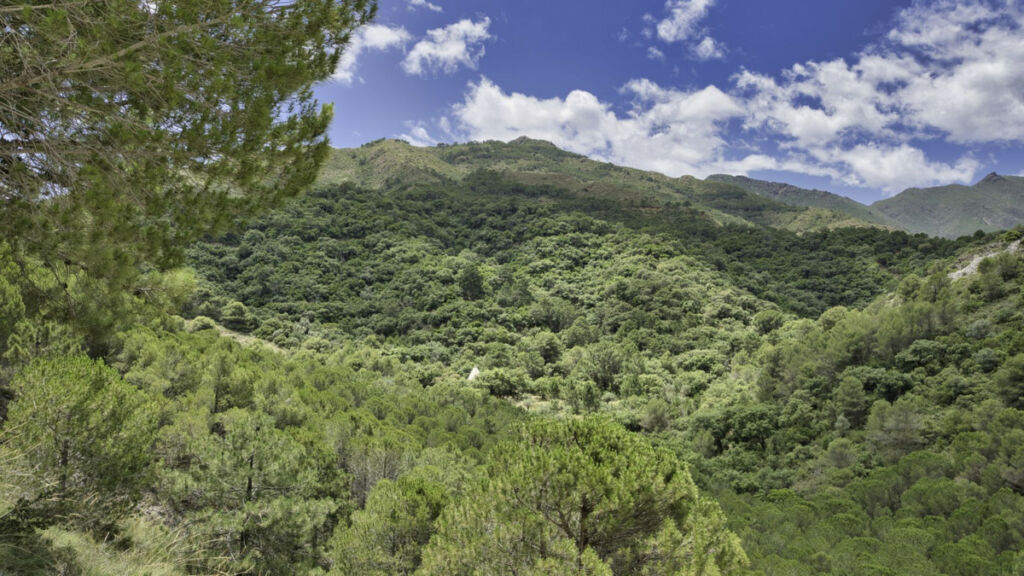 Land Coín Málaga - image 3