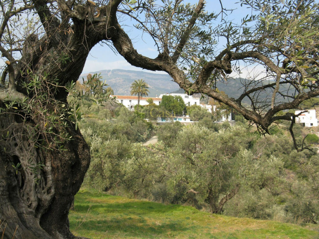 Finca - Cortijo Canillas de Albaida Málaga - image 3