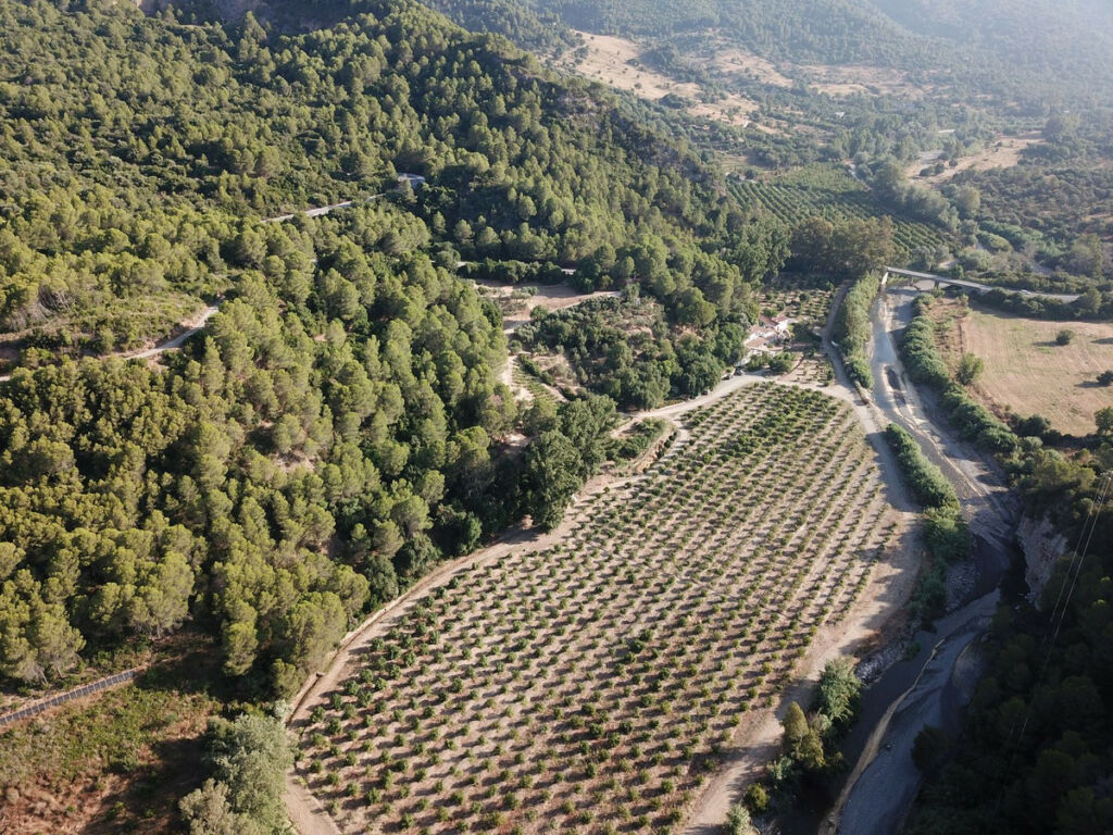 Finca - Cortijo Gaucín Málaga - image 3