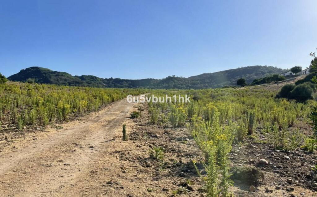 Finca - Cortijo Castellar de la Frontera Cádiz - image 3