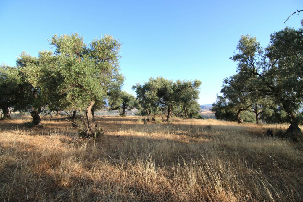 Land Coín Málaga - image 3