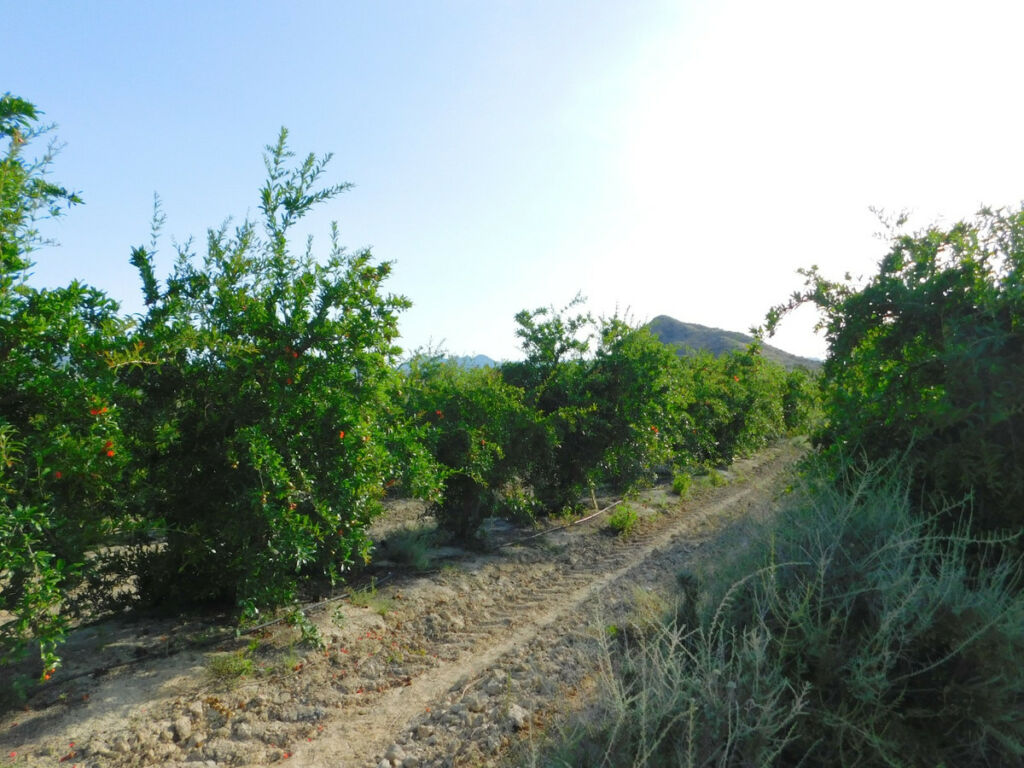 Land Torremendo Alicante - image 3