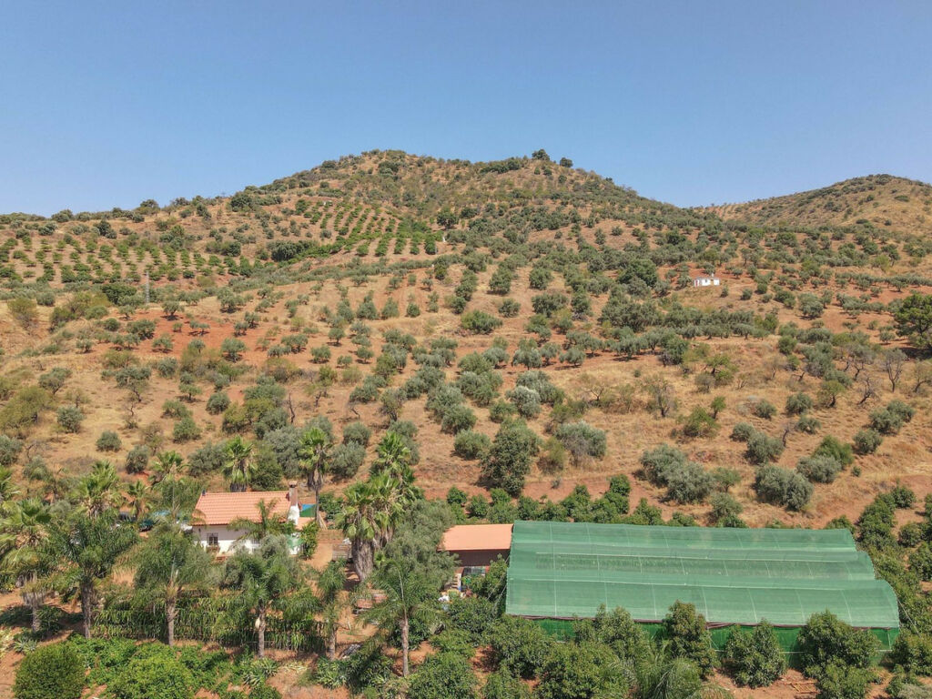 Farm Monda Málaga - image 34