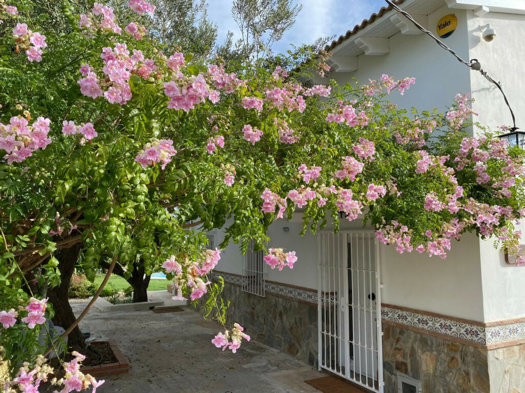 Finca - Cortijo Alhaurín el Grande Málaga - image 35
