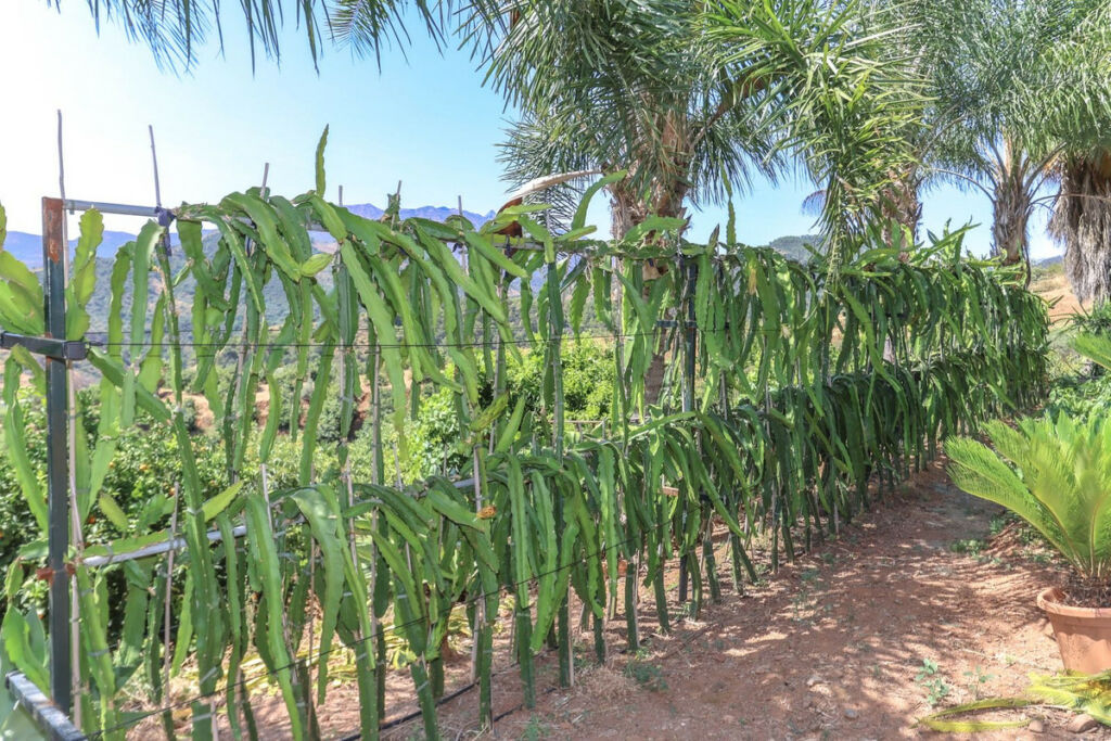 Farm Monda Málaga - image 40
