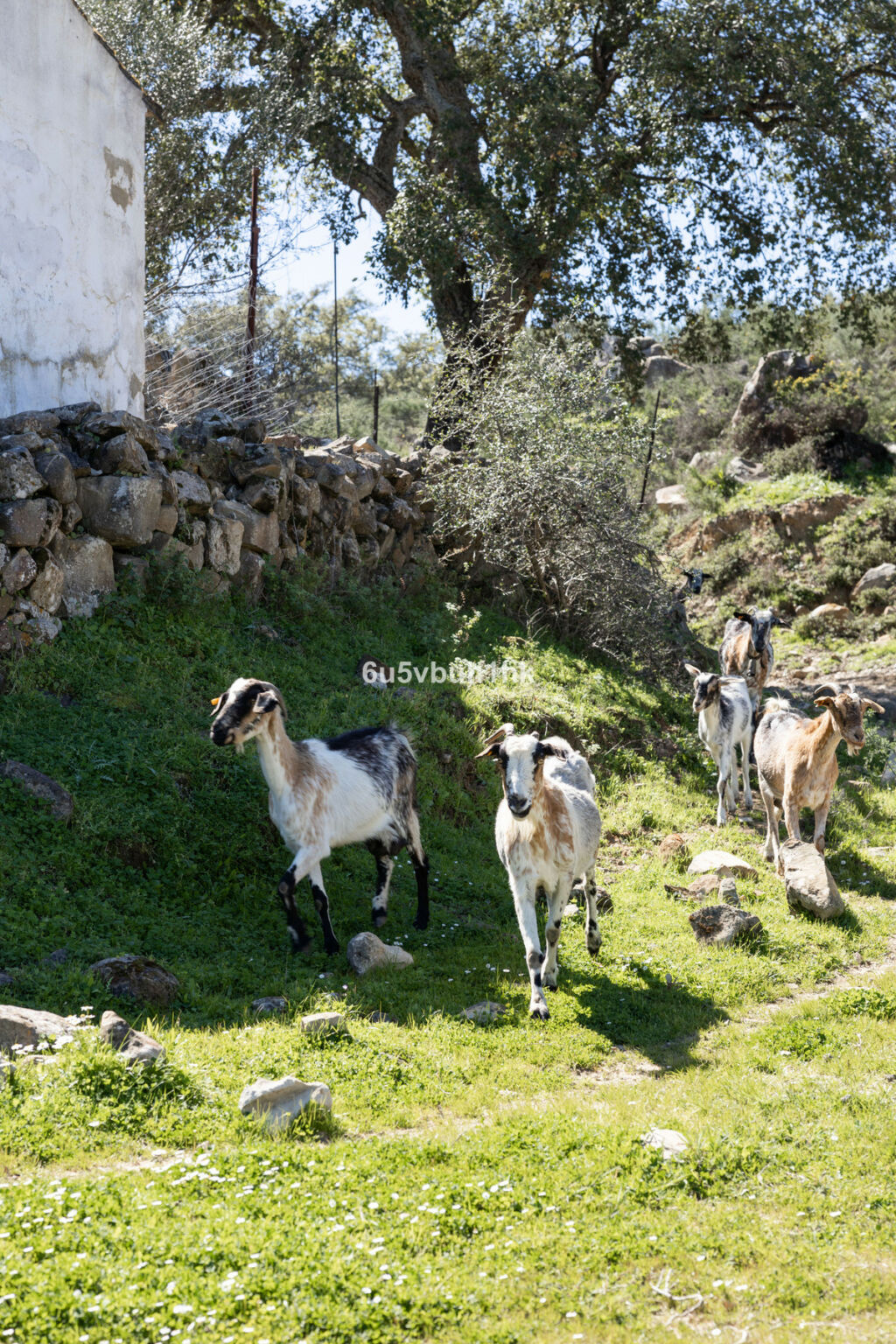 Finca - Cortijo Jimena de la Frontera Cádiz - image 44