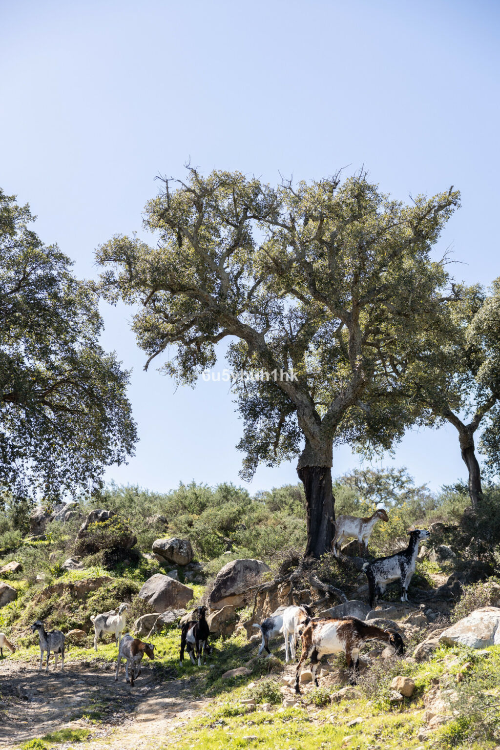 Finca - Cortijo Jimena de la Frontera Cádiz - image 46