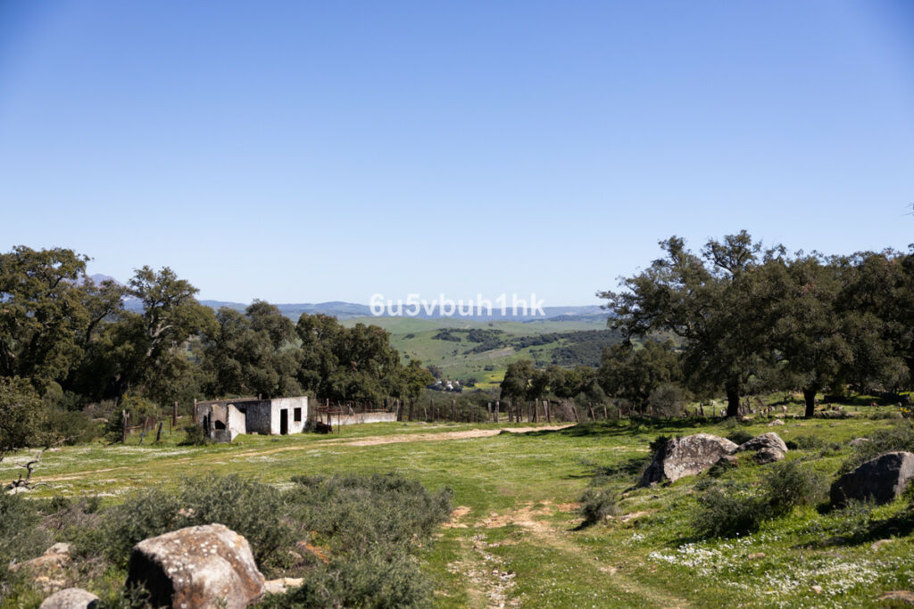 Finca - Cortijo Jimena de la Frontera Cádiz - image 47