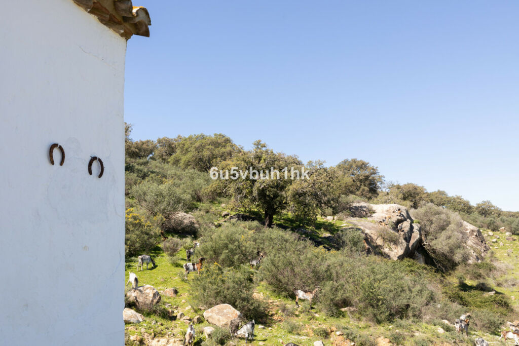 Finca - Cortijo Jimena de la Frontera Cádiz - image 49