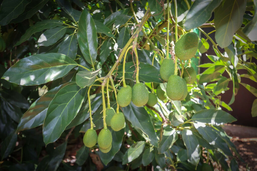 Farm Monda Málaga - image 5