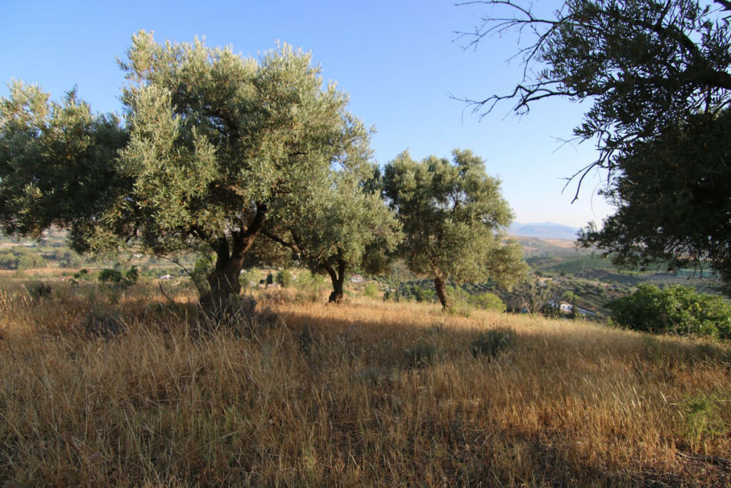 Land Coín Málaga - image 6