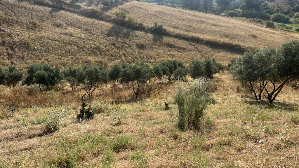 Land Alhaurín de la Torre Málaga - image 6