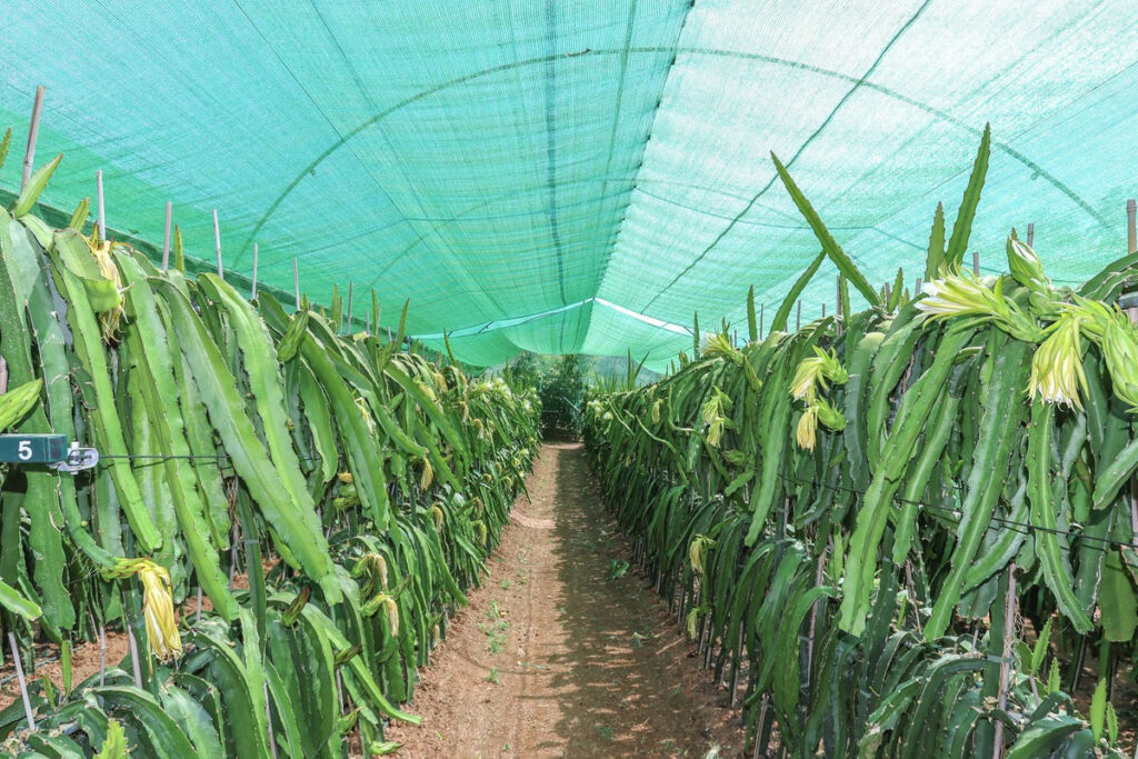 Farm Monda Málaga - image 6