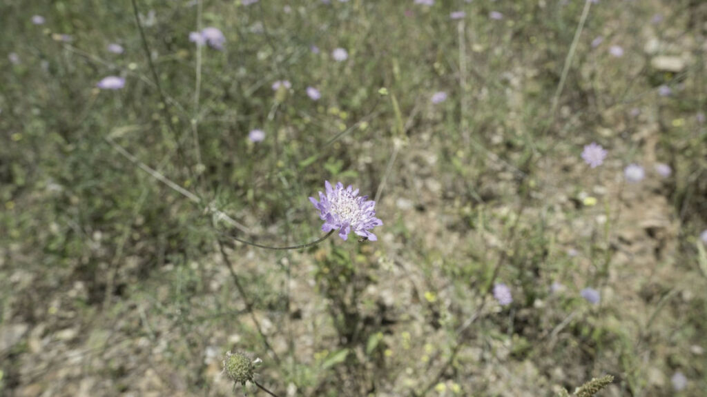 Land Coín Málaga - image 7