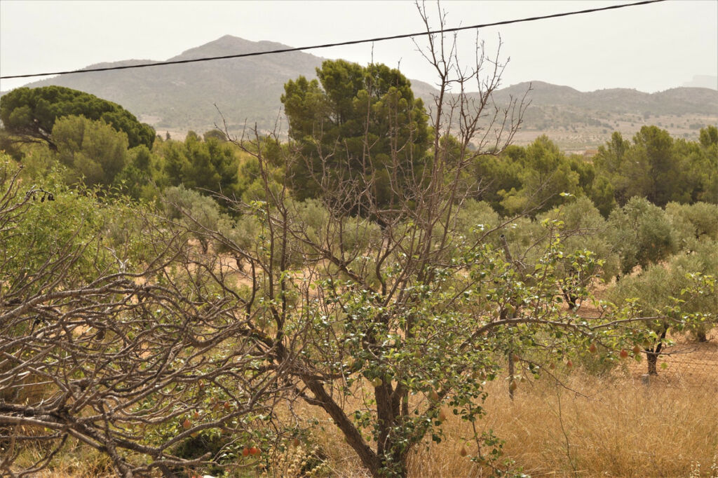 Finca - Cortijo Salinas Alicante - image 10