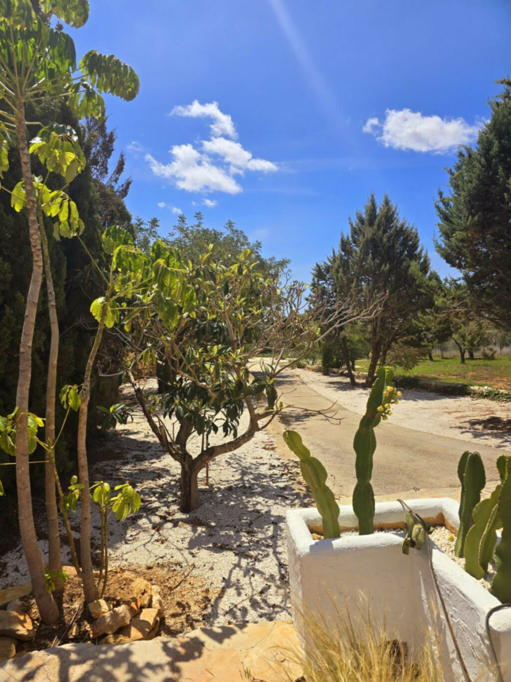 Finca - Cortijo Senija Alicante - image 20