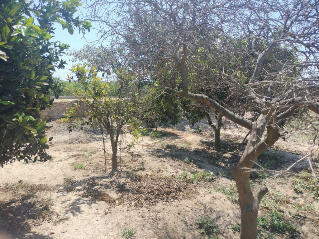 Finca - Cortijo Daya Vieja Alicante - image 21
