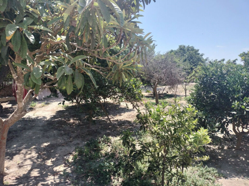 Finca - Cortijo Daya Vieja Alicante - image 22