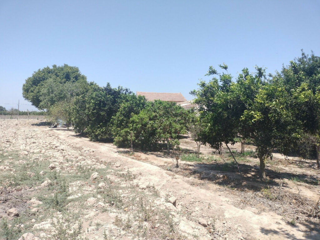Finca - Cortijo Daya Vieja Alicante - image 23