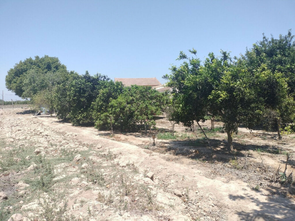 Finca - Cortijo Daya Vieja Alicante - image 27