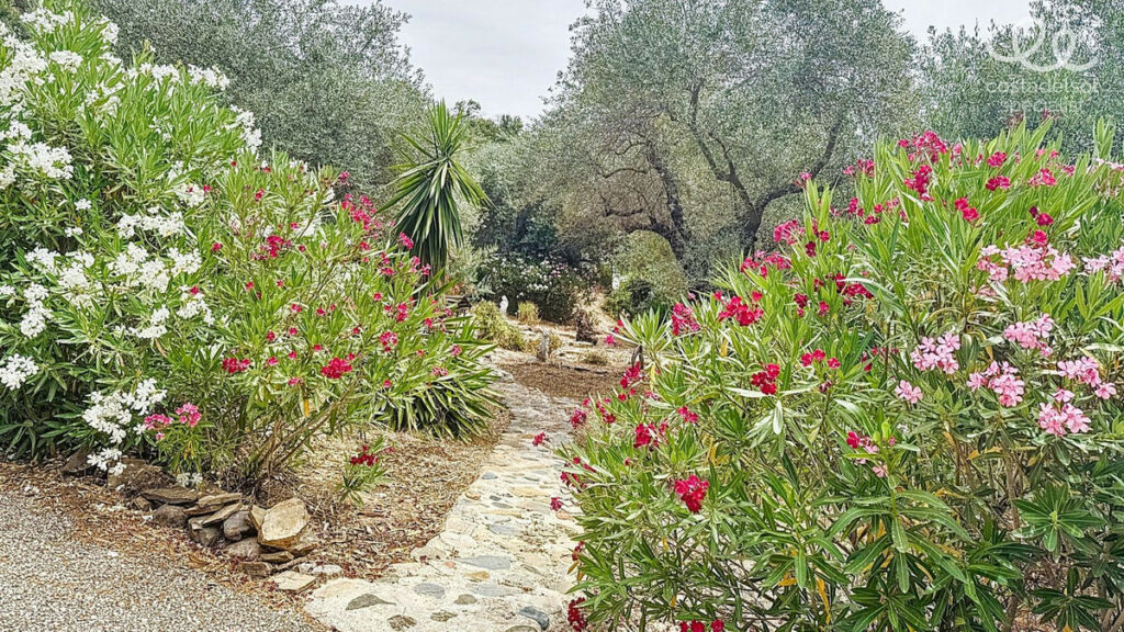 Finca - Cortijo Comares Málaga - image 29