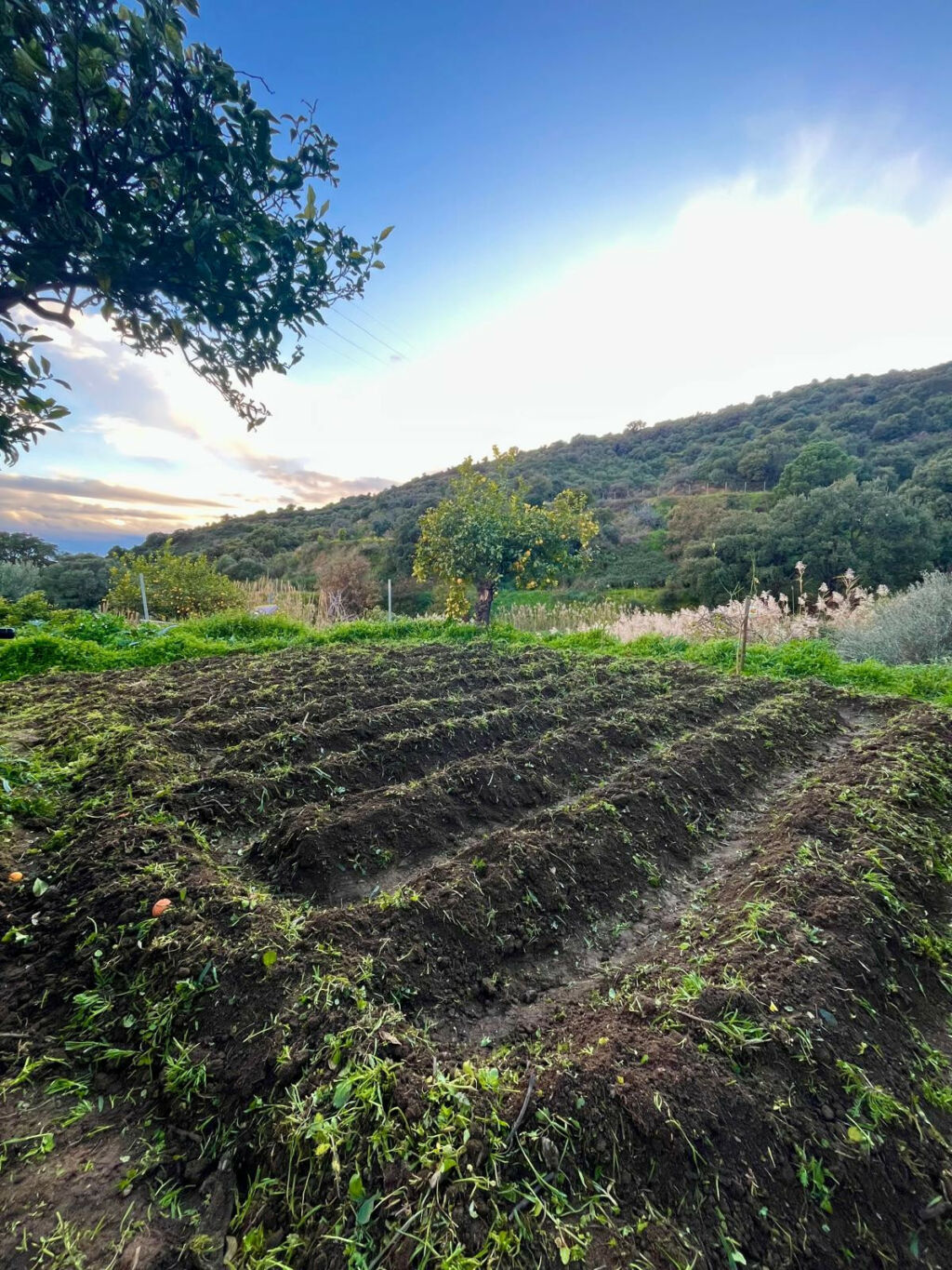 Farm Estepona Málaga - image 41