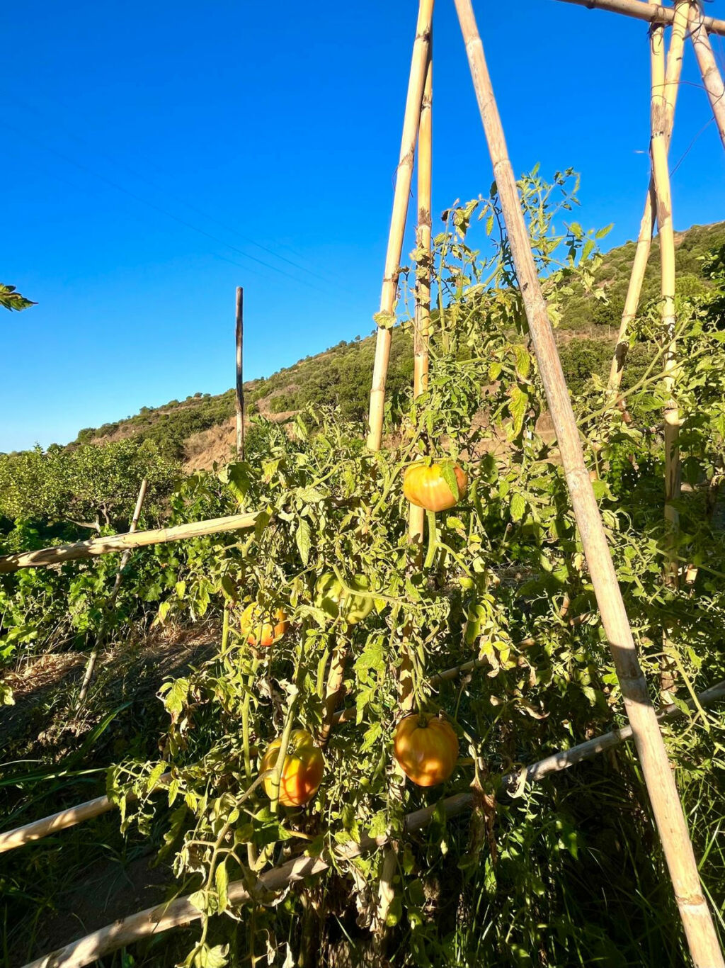 Farm Estepona Málaga - image 50