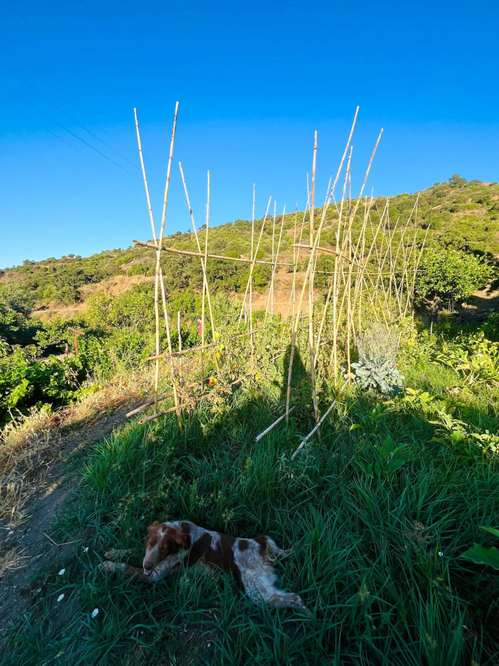 Farm Estepona Málaga - image 57