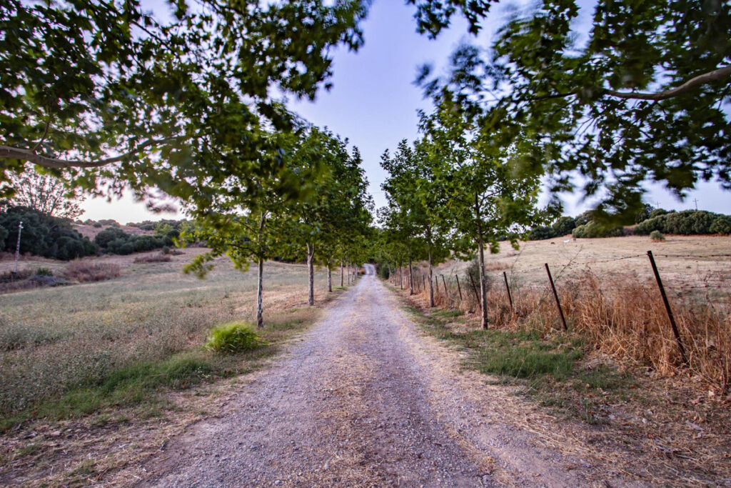 Finca - Cortijo Jimena de la Frontera Cádiz - image 38